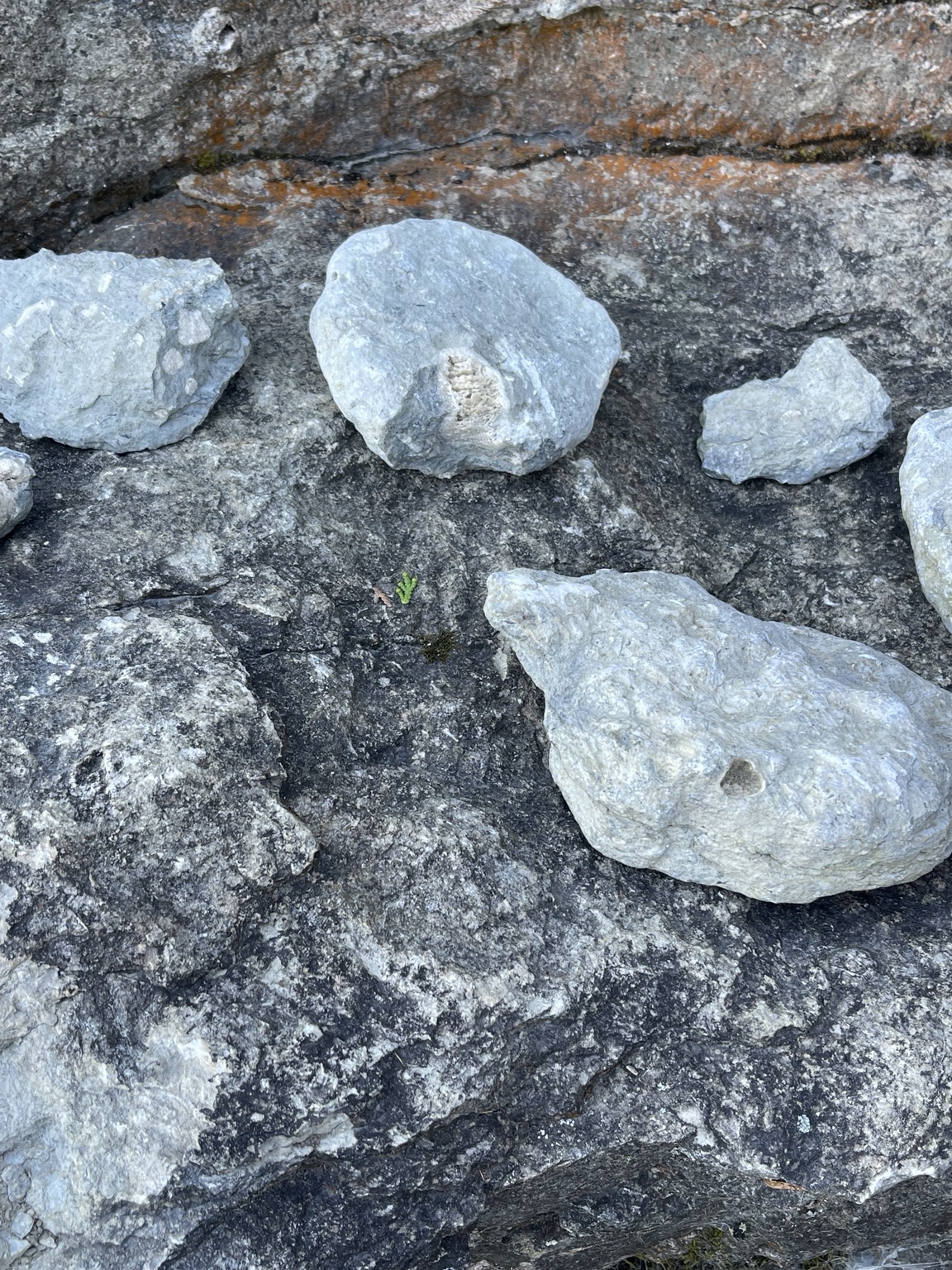 Fossil Ledges: The Rough Road to an Ancient Shore
